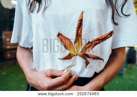Woman Hold Nice Yellow Leaf In Hand.