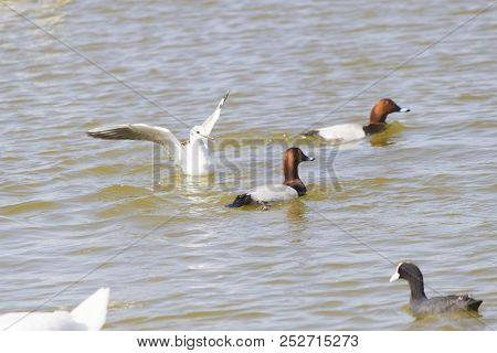 Ducks On The Lake Ransack In Search Of Food