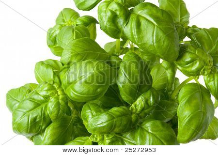 Basil rostlina