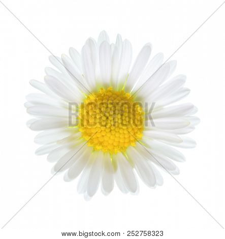Close-up of small daisy flower (Bellis Perennis ) isolated on white background. 