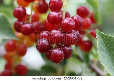 Green Background With Berries And Leaves Of  Prunus Padus