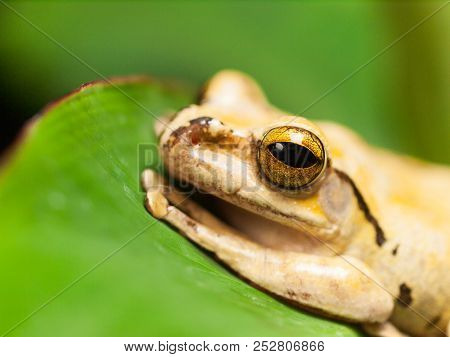 Detail Of Head  Of Common Tree Frog  - Rhacophorus Leucomystax