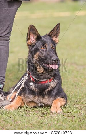 German Shepherd Dog Living In Belgium Near Liege
