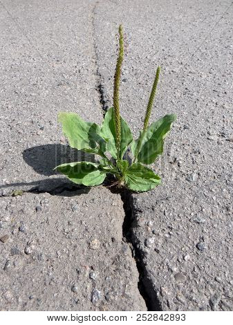 A Crack In The Asphalt.  Plantago Major (plantago, Plantain.)