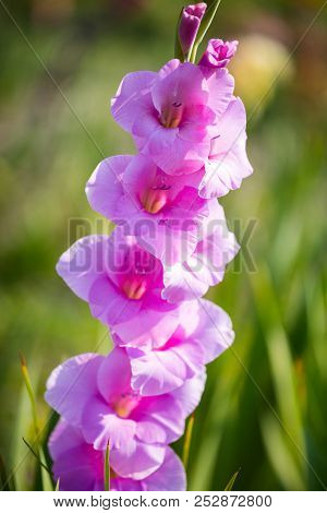 Gladioli In The Field To Pick Yourself, Cut Yourself