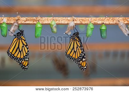 Hanging Butterflies And Cocoons In Butterfly Conservatory. Pupation Of Butterfly.