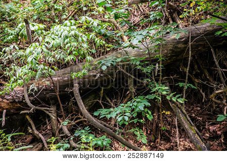Roots Of Trees Are Hiding Among The Green Grass