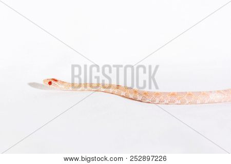 Corn Snake Crawling And Looking Forward On White Background