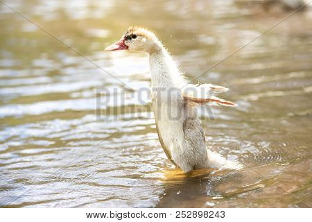 White Small Indoda Waving Small Wings In The Water On A Sunny Summer Bright Day