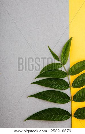 Green Tropical Leaves On A Yellow-gray Background. Minimal Style Design With Plants. Abstract Backgr
