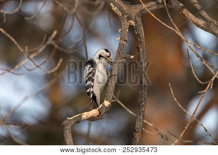 Lesser Spotted Woodpecker (dryobates Minor) Chiseling Rotten Branch. Female Woodpecker Perching On D