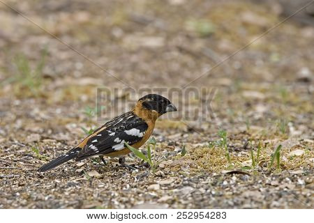 A Male Black Headed Grosbeak, Heucticus Melanocephalus, On Ground