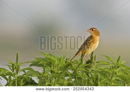 A Female Bobolink, Dolichonyx Oryzivorus, On Plant
