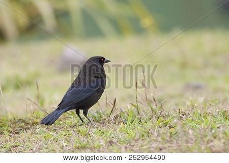 A Giant Cowbird, Molothrus Oryzivorus In Costa Rica