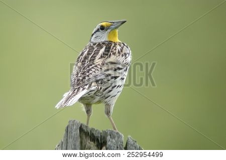 An Eastern Meadowlark, Sturnella Magna, Looking Back