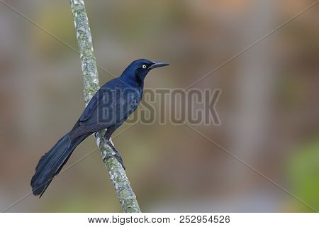 A Male Great-tailed Grackle, Quiscalus Mexicanus, On Perch