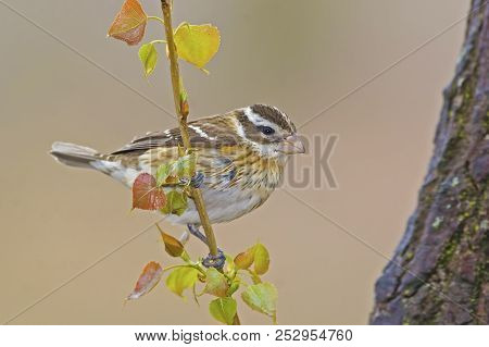 A Female Rose-breasted Grosbeak, Pheucticus Ludovicianus, In Spring