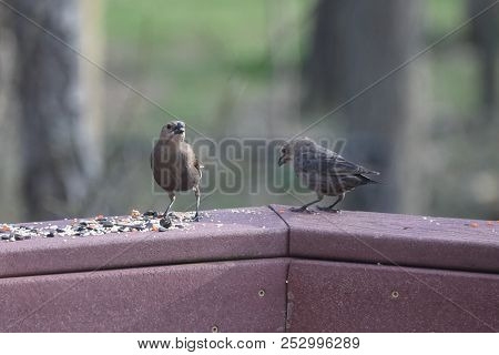 A Pair Of Two Female Cowbirds Perched On A Backyard Deck Porch