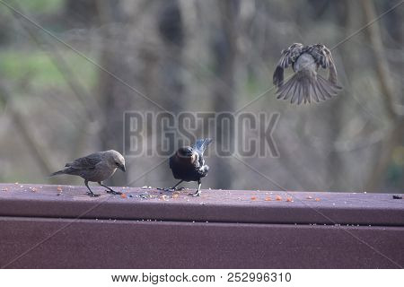 A Pair Of Two Cowbirds Male And Female Perched On A Backyard Deck Porch With A House Sparrow In Flig