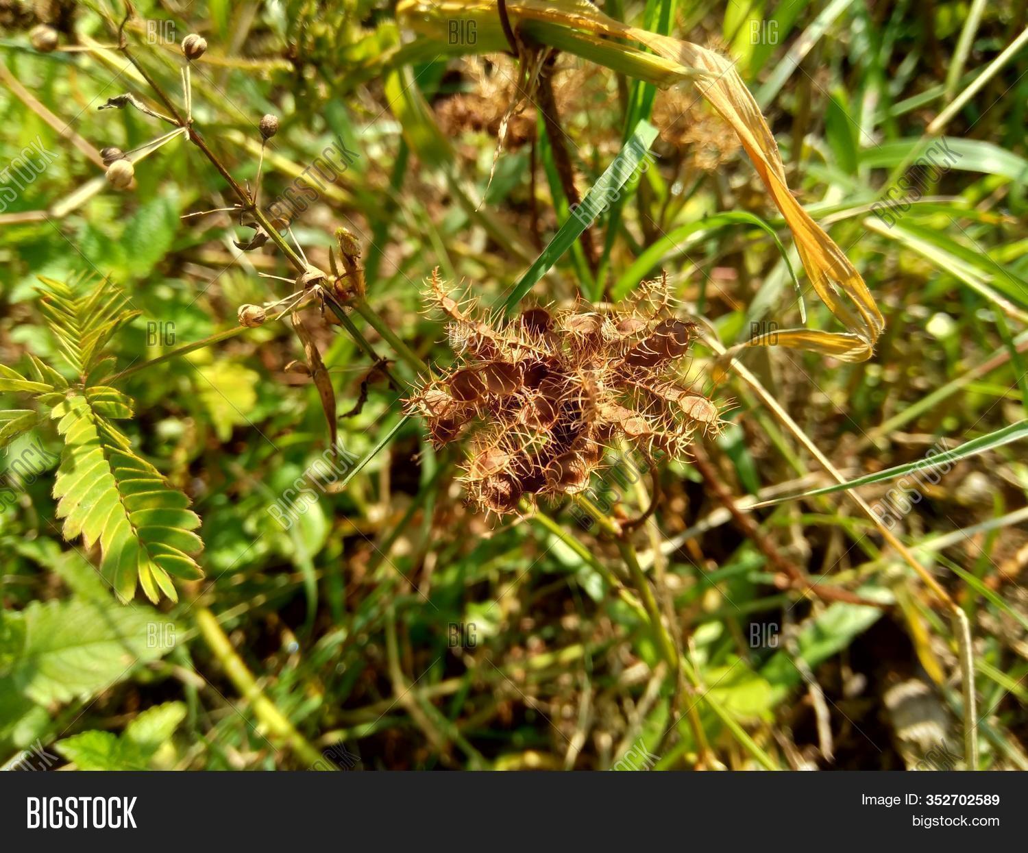 Dry Mimosa Pudica Seed Image & Photo (Free Trial) Bigstock