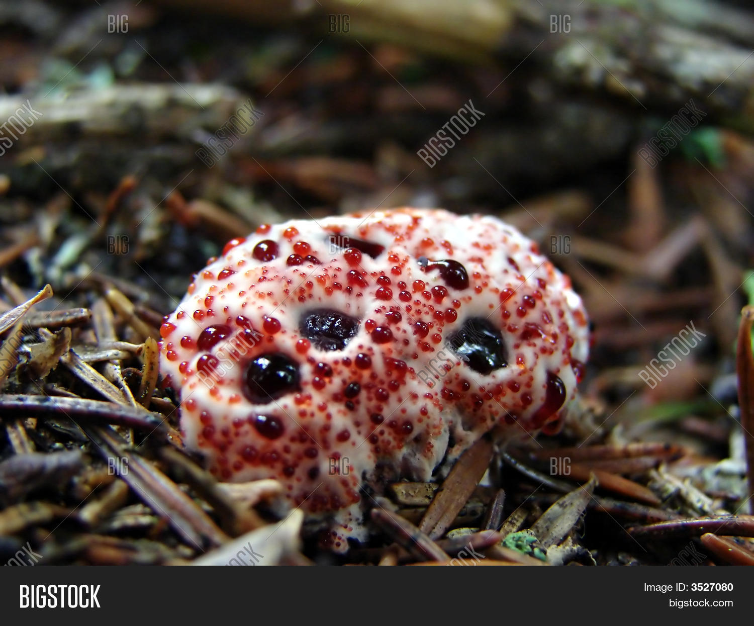 Bleeding Mushroom Image & Photo Bigstock