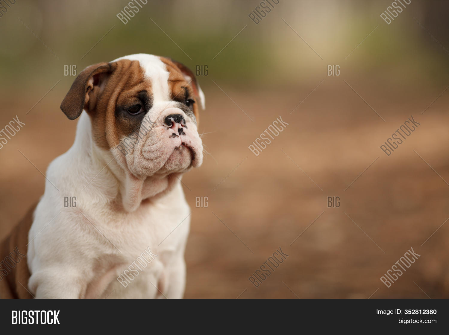 Cute English Bulldog Image Photo Free Trial Stock Cute English Bulldog Image Photo