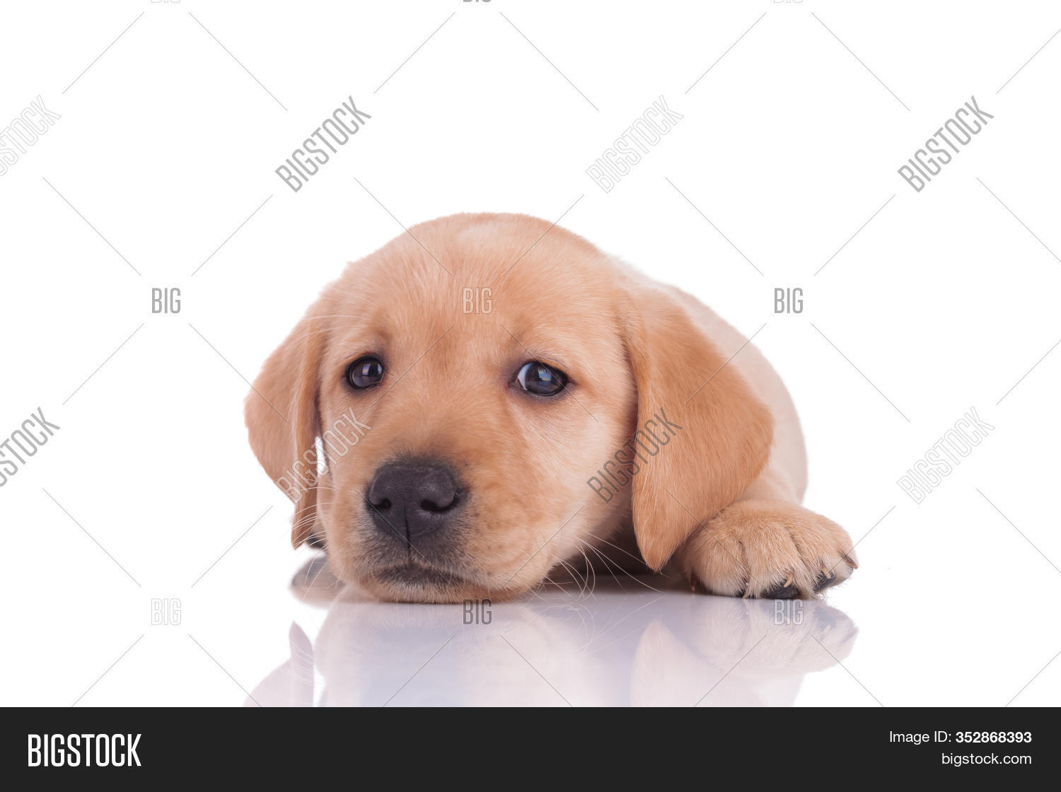 baby labrador white