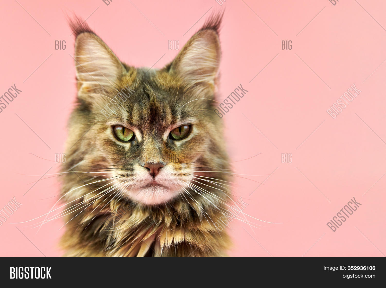 purebred tortoiseshell cat