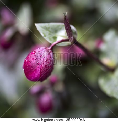 Stinking Hellebore (helleborus Foetidus)