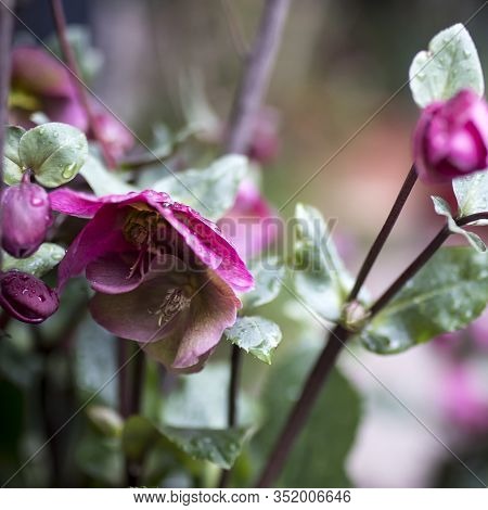 Stinking Hellebore (helleborus Foetidus)