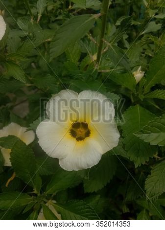 Image Of The Eight O'clock Flower Is A Plant Genus Of The Family Passifloraceae, And Has A Scientifi