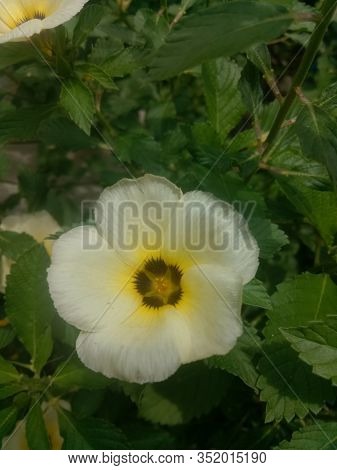 Image Of The Eight O'clock Flower Is A Plant Genus Of The Family Passifloraceae, And Has A Scientifi