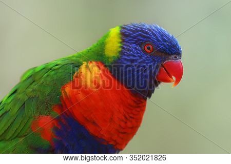The Rainbow Lorikeet (trichoglossus Moluccanus) Sitting On The Branch. Extremely Colored Parrot On A