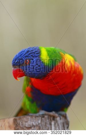 The Rainbow Lorikeet (trichoglossus Moluccanus) Sitting On The Branch. Extremely Colored Parrot On A