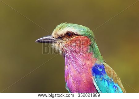 Lilac-breasted Roller (coracias Caudata) Portrait. Roler Portrait With Green Background.