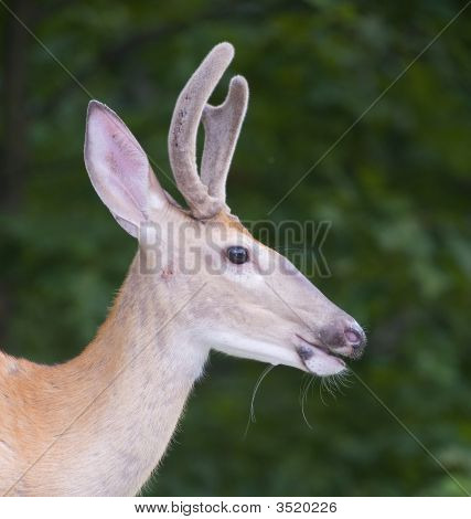Strobist Buck