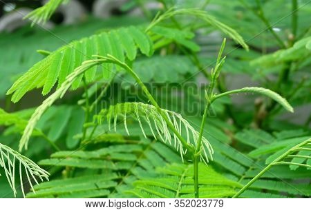 Vegetable And Herb, Fresh Acacia Pennata Or Climbing Wattle Plants In A Kitchen Garden. A Shrub Or S