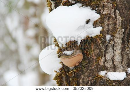 Chaga Mushroom Growing On A Tree Powdered With Snow. Rough Wood Texture Against The Backdrop Of A Bl