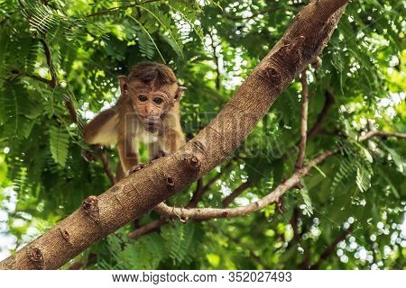 Ape Beauty Hairstyle Hairdresser Hair Coloring. Toque Macaque Sri Lanka Child Monkey In A Natural Fo