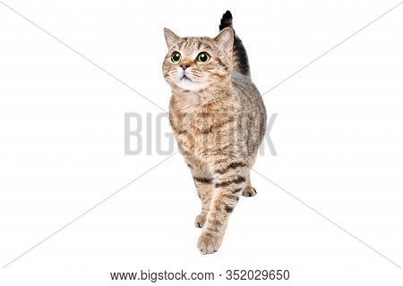 Beautiful Curious Cat Scottish Straight Standing Isolated On A White Background