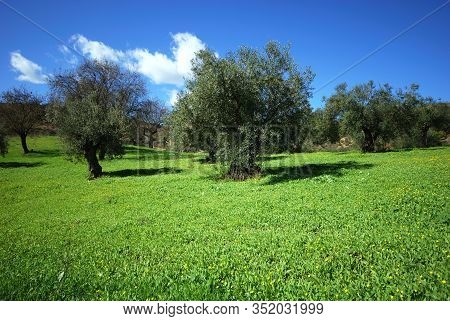 Olive Trees In Field, Monda, Malaga Province, Andalucia, Spain, Europe.