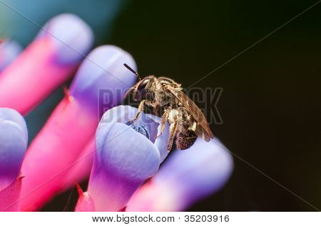 bee on purple flower