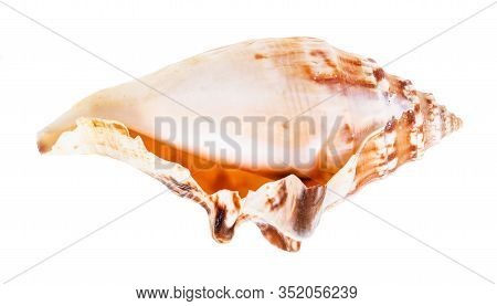 Empty Shell Of Sea Snail Isolated On White Background