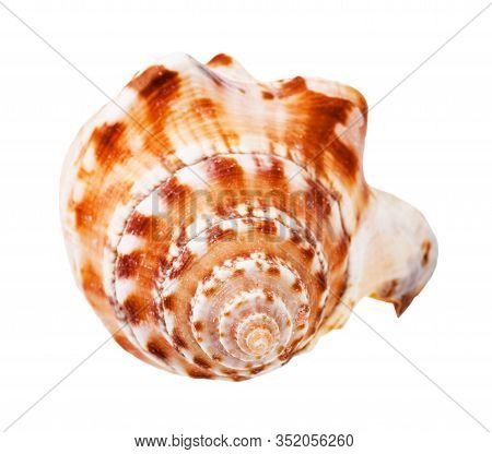 Helix Shell Of Sea Mollusk Isolated On White Background
