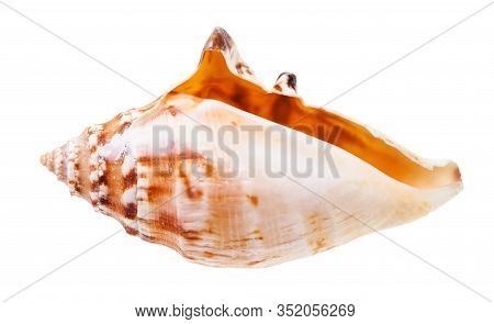 Empty Conch Of Sea Snail Isolated On White Background