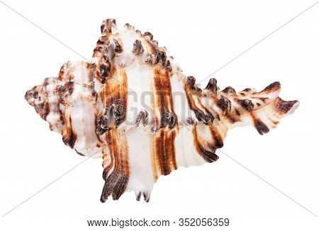 Brown Striped Conch Of Muricidae Mollusk Isolated On White Background