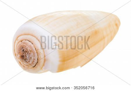 Shell Of Conus Snail Isolated On White Background