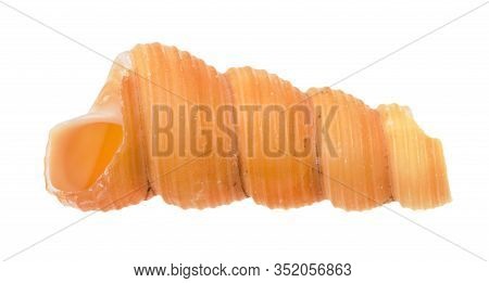 Shell Of Tower Snail Isolated On White Background