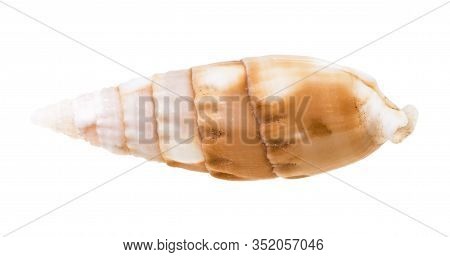 Shell Of Cerith Mollusc Isolated On White Background