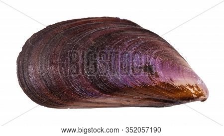 Old Shell Of Mussel Isolated On White Background